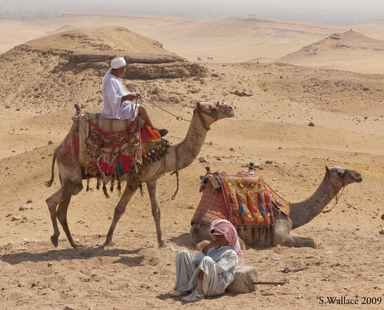 2 camel drivers