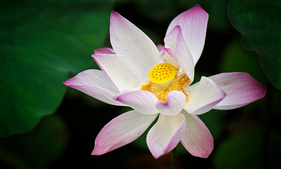 Lotus Flower, Vietnam