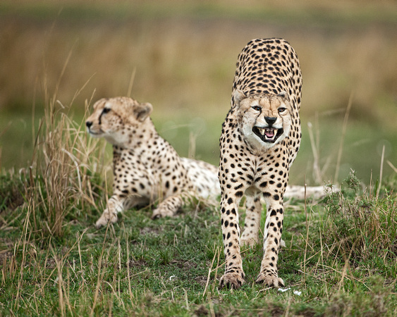 cheetah (1) copy